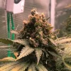 Close-up of Royal Cheese Fast Strain buds covered in trichomes, highlighting potency.