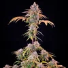 Mature Royal Cheese Fast Strain with colorful pistils and compact bud structure.
