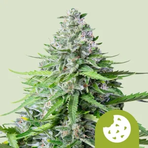 Royal Cookies Auto Strain buds showcase a dense structure, packed with trichomes for a potent profile.