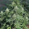 In the garden, Royal Cookies Auto Strain presents a robust, resin-rich appearance ideal for outdoor growth.