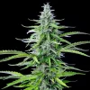 Royal Cookies Auto Strain towers with heavy colas, delivering visual appeal and a compact growth pattern.