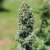 Lush and frosty, the Royal Cookies Auto Strain captivates with its striking outdoor performance.