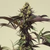 Close-up of Royal Cookies Strain bud structure with purple-tinged leaves under bright light.