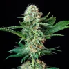 Royal Cookies Strain plant displaying a thick central cola and lush green leaves.