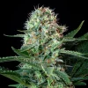 Royal Cookies Strain bud densely packed with trichomes, highlighting its potent resin production.
