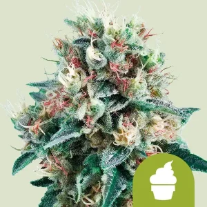 Royal Creamatic Auto Strain with a dense, resinous bud structure and vibrant pistils.