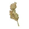 Close-up of Royal Creamatic Auto Strain, showcasing frosty trichomes and compact bud formation.