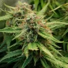 Flowering Royal Creamatic Auto Strain plant, with lush foliage and dense bud clusters.