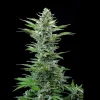 Tall and structured Royal Critical Auto Strain plant against a black background, showcasing its full flowering stage.