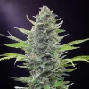A robust Royal Critical Auto Strain plant with resinous buds and thick green foliage, illuminated by soft lighting.