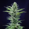 Royal Critical Auto Strain in full bloom, featuring dense colas and a symmetrical growth pattern under focused light.