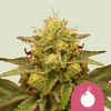 Royal Domina Strain showing dense, resin-coated buds with orange pistils on a compact structure.