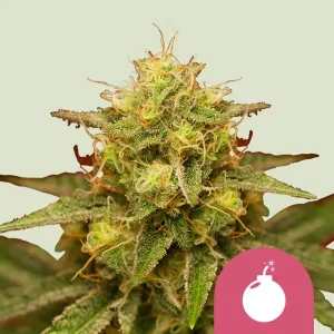 Royal Domina Strain showing dense, resin-coated buds with orange pistils on a compact structure.