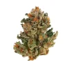 Close-up of Royal Domina Strain bud, revealing vibrant trichomes and lush foliage.