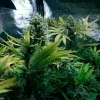 Royal Domina Strain thriving indoors, showcasing robust growth and tightly packed buds.