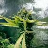 Royal Domina Strain with dark green leaves and mature buds ready for harvest indoors.