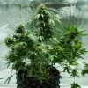 Royal Dwarf Auto Strain plant with multiple buds, showcasing short and bushy growth indoors.