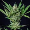 Detailed view of a Royal Dwarf Auto Strain branch, highlighting trichome-covered buds.