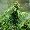 Mature Royal Dwarf Auto Strain plant in an indoor setup, displaying vibrant green buds.
