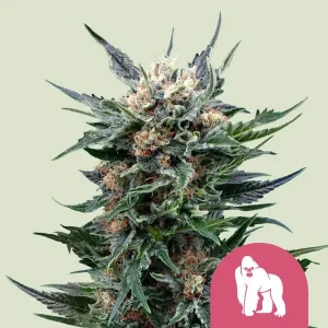 Dense and resinous Royal Gorilla Strain flower with a powerful terpene profile