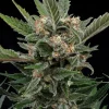 Close-up of Royal Gorilla Strain's compact, resinous buds ideal for high THC levels.