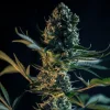 Royal Gorilla Strain plant under indoor lights, revealing thick buds and lush leaves.