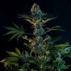 Fully matured Royal Gorilla Strain plant with vibrant green foliage and resin-rich buds.