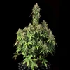 A mature Royal Haze Auto Strain plant, displaying its vigorous branching and lush foliage.