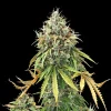 Close-up of Royal Haze Auto Strain's resinous flowers, highlighted by vibrant pistils and crystal-coated leaves.