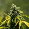 Royal Haze Auto Strain growing indoors, exhibiting its robust structure and heavy bud development.