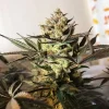 Royal Highness CBD plant in an indoor grow room, with robust structure and dark green foliage.