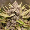 Royal Highness CBD strain bud, displaying a rich mix of green and purple tones under natural lighting.