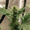 Royal Highness CBD strain in late flowering stage, showing a tall, slender profile with thick buds.