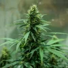 Tall Royal Jack Auto strain plant in indoor setup, displaying a compact and bushy structure.