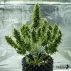 Mature Royal Jack Auto strain, producing multiple resinous buds for high yields.