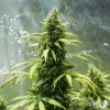 Royal Jack Auto strain in full bloom, lush and vibrant, under ideal indoor lighting.