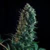 Royal Medic CBD strain under indoor grow lights, highlighting its tall and robust colas.