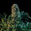 Close-up of a Royal Medic CBD flower with compact, frosty buds under black background.