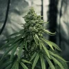 Royal Medic CBD plant thriving in a controlled indoor setup, displaying thick buds and lush leaves.