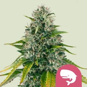 Royal Moby Strain with dense buds and vibrant green leaves covered in frosty trichomes.