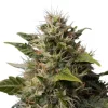 Royal Moby Strain flower with compact structure and lush, crystal-coated foliage.