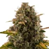 Royal Moby Strain plant showing a thick bud formation and healthy green tones.
