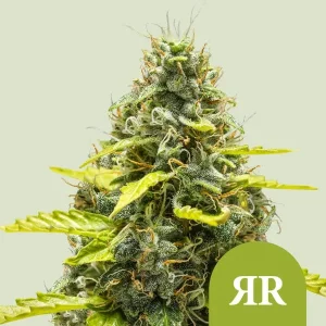 Dense Royal Runtz Auto buds glistening with trichomes against a soft background.