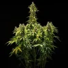 Royal Runtz Auto plant in a grow room, showcasing robust bud structure and vibrant green leaves.