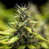 Close-up of a Royal Runtz Auto flower with frosty resin, showcasing its intricate pistils.