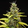Royal Runtz Auto buds developing under controlled indoor lighting, displaying compact, resinous colas.
