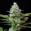 A tall Royal Runtz Strain plant with lush green leaves and resinous, well-developed buds against a dark background.