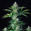 Detailed image of a Royal Runtz Strain bud with prominent white trichomes and orange pistils, emphasizing its potent appearance.