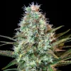 Mature Royal Runtz Strain plant in full bloom, displaying dense colas and healthy foliage under grow lights.