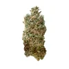 Close-up of Royal Skywalker strain bud, showcasing dense resin production